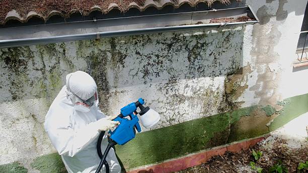 Mold Removal service in The Colony